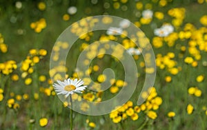 Daisies and Buttercups