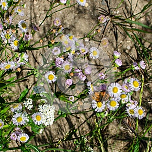 Daisies and butterflies at duck mountain provincial park, Manitoba, canada