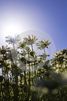 Daisies or chamomiles from ground level with direct sunlight