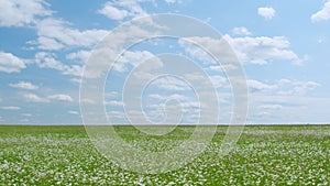 Daisies or chamomiles swaying in the wind. Delicate field daisies sway in the wind. Against blue sky. Slow motion.