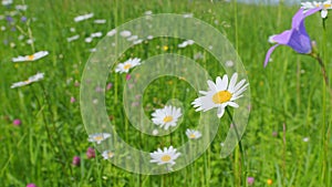 Daisies or chamomiles swaying in the wind. Delicate field daisies sway in the wind. Slow motion. photo