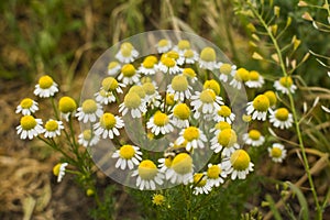 Daisies on a clearing among the green grass. The flowers are close-up.