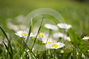 Daisies close-up in a meadow, white daisies in a field in green grass, spring white flowers close-up.