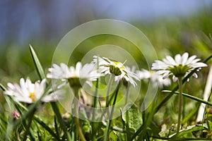 Daisies close-up in a meadow, white daisies in a field in green grass, spring white flowers close-up.