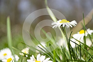 Daisies close-up in a meadow, white daisies in a field in green grass, spring white flowers close-up.