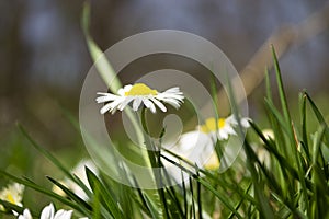 Daisies close-up in a meadow, white daisies in a field in green grass, spring white flowers close-up.