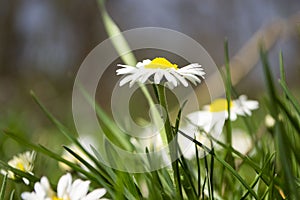 Daisies close-up in a meadow, white daisies in a field in green grass, spring white flowers close-up.