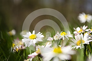 Daisies close-up in a meadow, white daisies in a field in green grass, spring white flowers close-up.