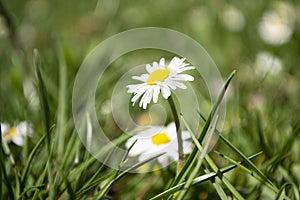 Daisies close-up in a meadow, white daisies in a field in green grass, spring white flowers close-up.