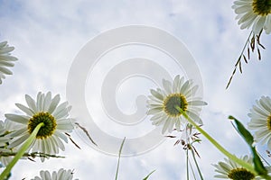 Daisies on a cloudy day. bottom view