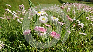 Daisies and clovers in meadow in Lithuania