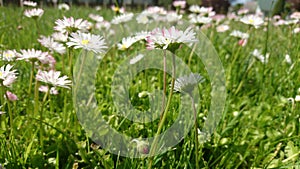 Daisies and clovers in meadow