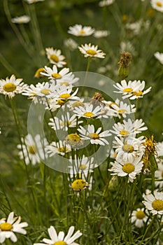 Daisies contain tannins, saponocytes, essential oils, organic acids, and saponins