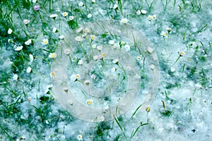 Daisies and cottonwood fluff