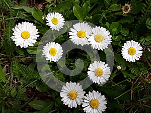 Daisies photo