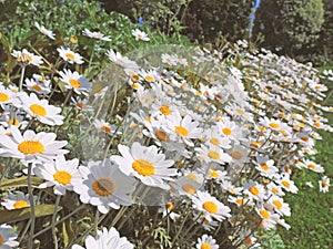 daisies daisy flowers plants spring summer happy gardens castle manor house stately home