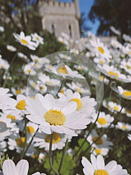 daisies daisy flowers plants spring summer happy gardens castle manor house stately home