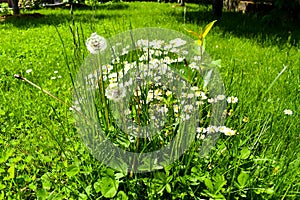 Daisies and dandelions  in the green grass in a sunny spring day