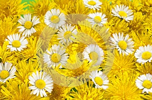 Daisies and dandilions