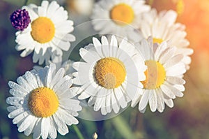 Daisies with drops of dew on a field at sunrise