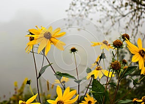 Daisies in Eau Claire, Wisconsin