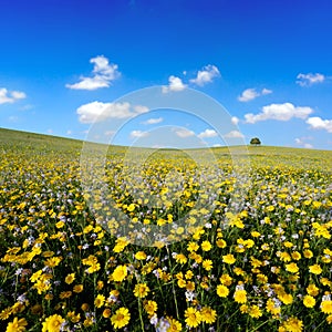 Daisies field