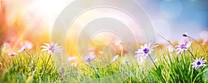 Daisies On Field - Abstract Spring Landscape photo
