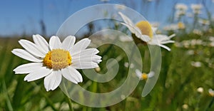 Daisies in a Field on a Bright Sunny Day