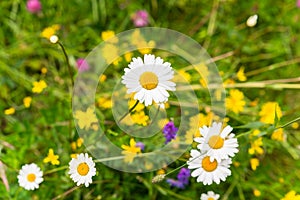 Daisies in a field of flowers