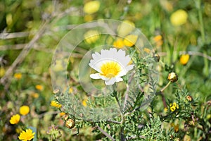 Daisies in a field of green