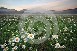 Daisies in the field near the mountains.