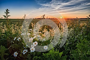 Daisies in the field. Meadow for a picnic at sunset.