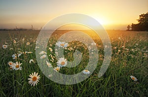 Daisies in the field at sunrise. Meadow with flowers and fog at sunset