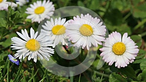 Daisies fields and prairie modana padana