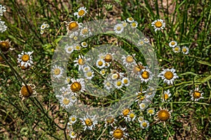 Daisies and fleabane wildflowers together