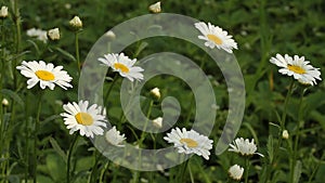 Daisies flicker in the wind against green grass. Closeup.