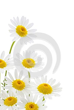 Daisies flower photo