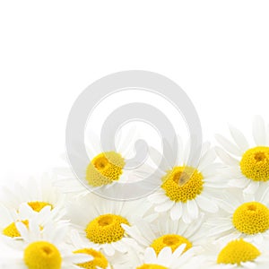 Daisies flower