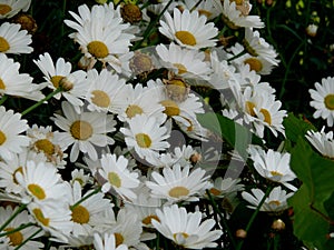 Daisies flowers