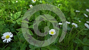 Daisies flowers grow on meadow. Summer lawn in blossom. Blooming spring plants