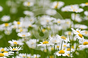 Daisies flowers in a meadow