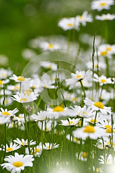 Daisies flowers in a meadow