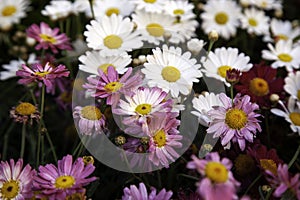 Daisies in garden