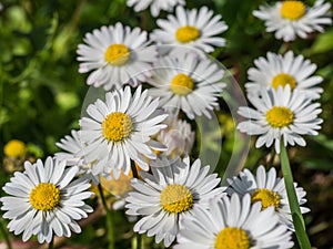 Daisies in garden background template