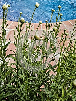 Daisies in the garden by swimmingpool