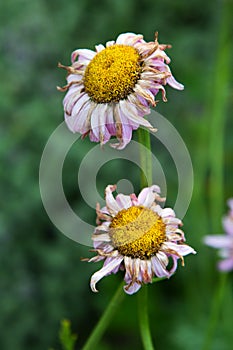 daisies in the garden