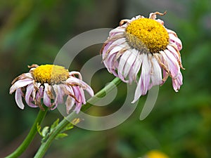 Daisies in the garden