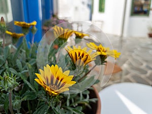 Daisies Gazanias African yellow brown flowering plant in pot at Kythnos island Cyclades Greece