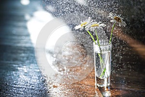 Daisies in a glass vase