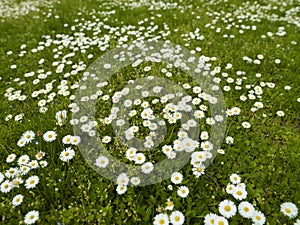 Daisies in the Grass